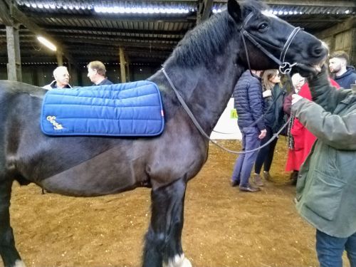 Sooty with his new blanket with his name on it Dec 11th 2018